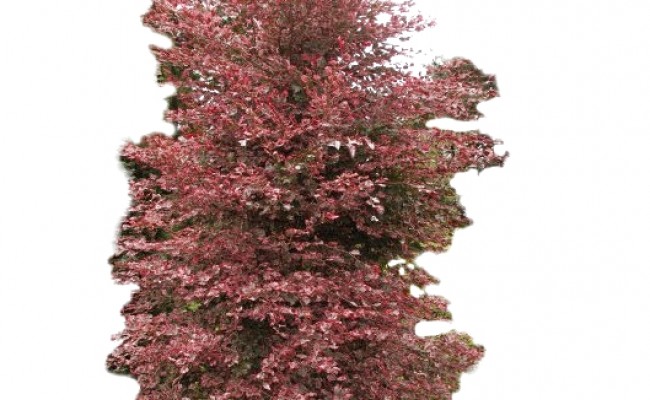 Buk pospolity 'Purpurea Tricolor' DUŻE SADZONKI 250-300 cm, obwód pnia 10-12 cm (Fagus sylvatica)